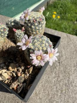 Preview: Mammillaria giselae